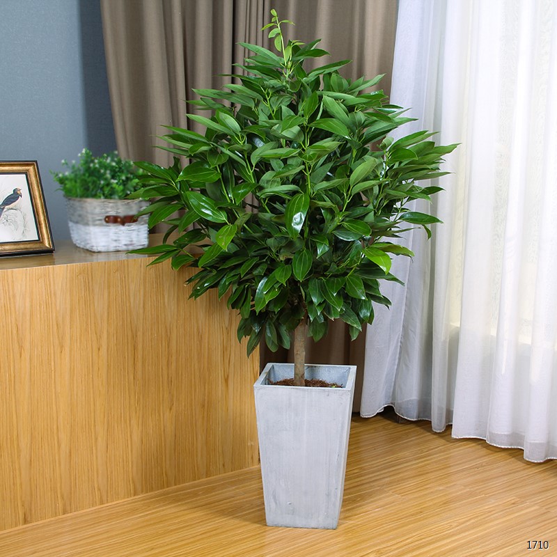 元宝树